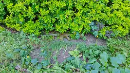IMG_20260704_172450.webp