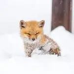 1786820995298.webp
