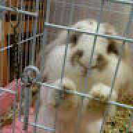 Rabbitisnotreallyhere