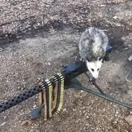 DoomPossum