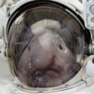 blobface