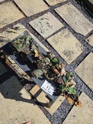 More information about "Silverback SRS A2 16" ( HPA WOLVERINE BOLT AND SPRING"